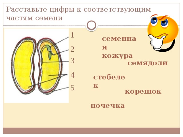 Рассмотри рисунок обозначен обозначена цифрой 5