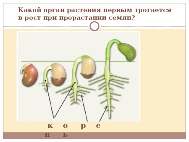 Главный корень у семени. Тип корневой системы у фасоли. Какой Тип корневой системы у фасоли. При прорастании растения первым появляется. Какой орган появляется первым при прорастании.