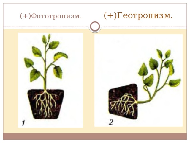 Примеры фототропизма