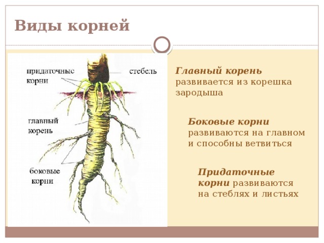 Главный корень развивается у