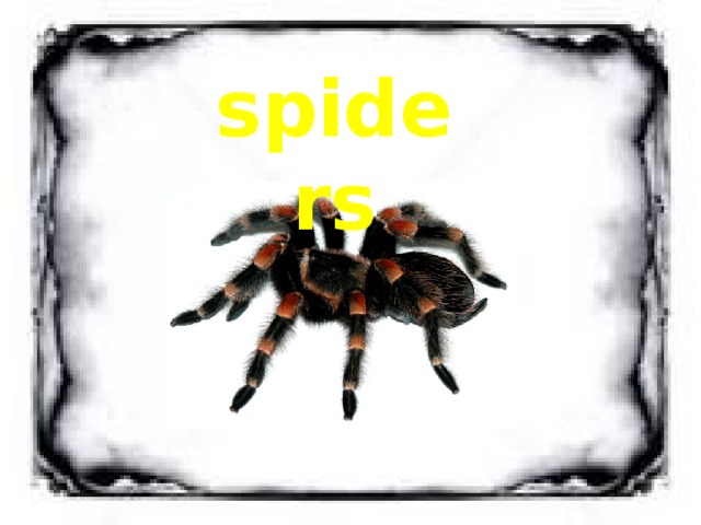 spiders 