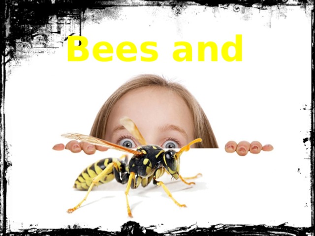 Bees and wasps 