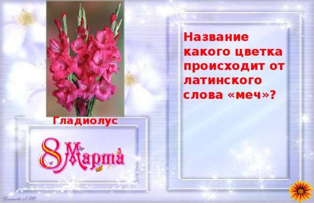 Название какого цветка происходит от латинского слова «меч»? Гладиолус 