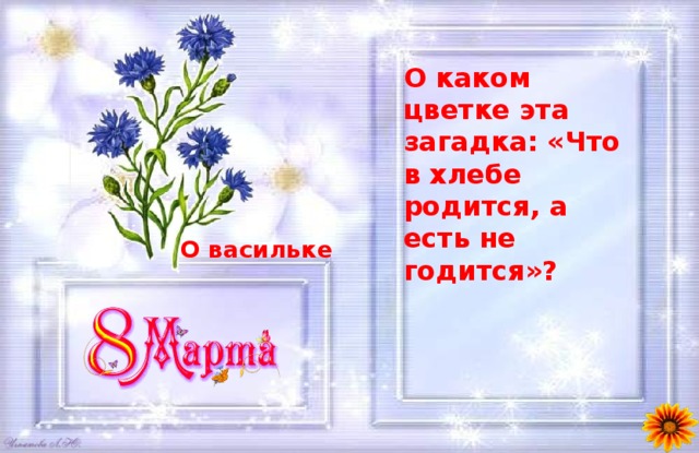 О каком цветке эта загадка: «Что в хлебе родится, а есть не годится»? О васильке 