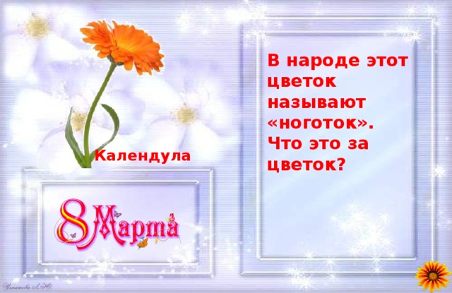 В народе этот цветок называют «ноготок». Что это за цветок?  Календула 