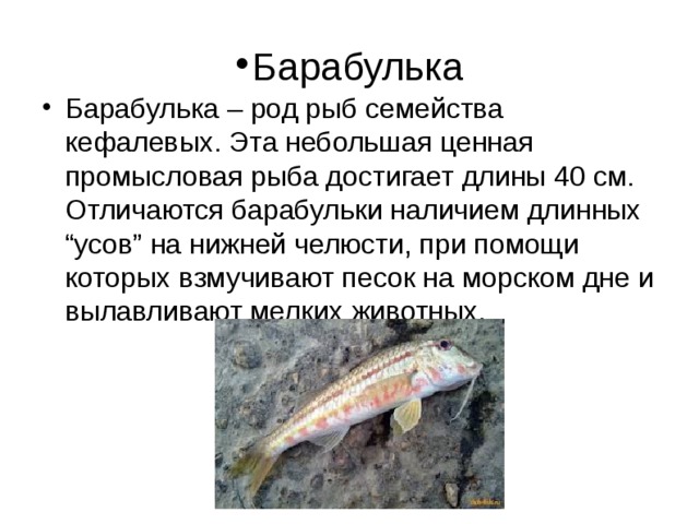 Рыба барабуля черноморская фото и описание