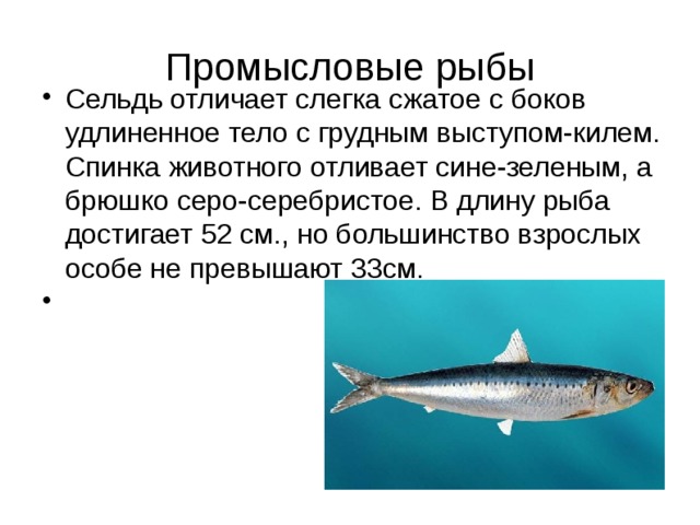 Промысловые рыбы 7 класс. Сельди Промысловая рыба. Промысловые рыбы черного моря. Промысловая длина рыбы. Промысловые рыбы сравнительная.