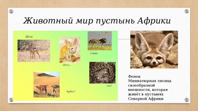 Животный мир пустынь Африки Фенек Миниатюрная лисица своеобразной внешности, которая живёт в пустынях Северной Африки 