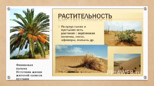 Финиковая пальма Источник жизни жителей оазисов пустыни 