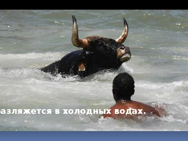 разляжется в холодных водах.
