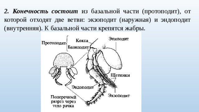 2. Конечность состоит из базальной части (протоподит), от которой отходят две ветви: экзоподит (наружная) и эндоподит (внутренняя). К базальной части крепятся жабры. 