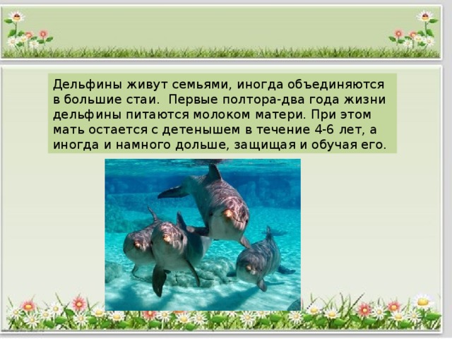 Рассказ детеныш. Как животные заботятся о своем потомстве 3 класс окружающий мир. Как животные заботятся о потомстве доклад. Какие животные не заботятся о своем потомстве примеры. Какие животные не заботятся о своих детях.