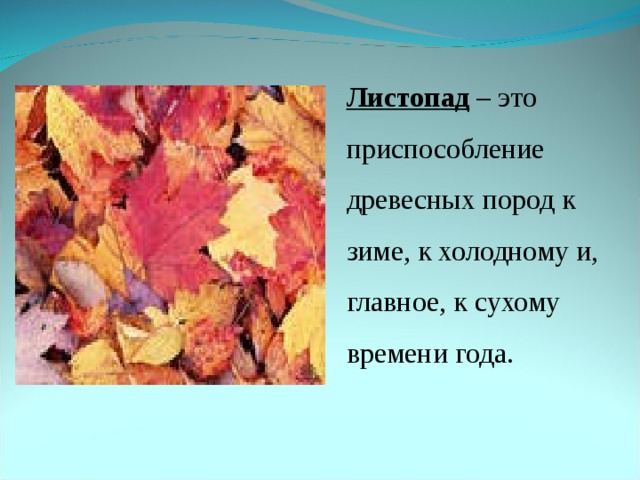 Листопад каким способом образовано. Листопад это приспособление. Листопад это приспособление растений к. Листопад это полезное приспособление. Адаптации растений листопад.