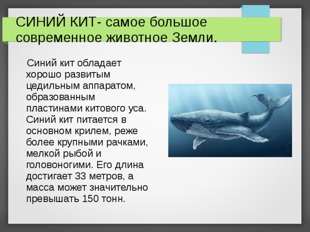 Физиологические признаки синего кита. Синий кит. Чем питается кит. Питание китообразных. Как питаются китообразные.