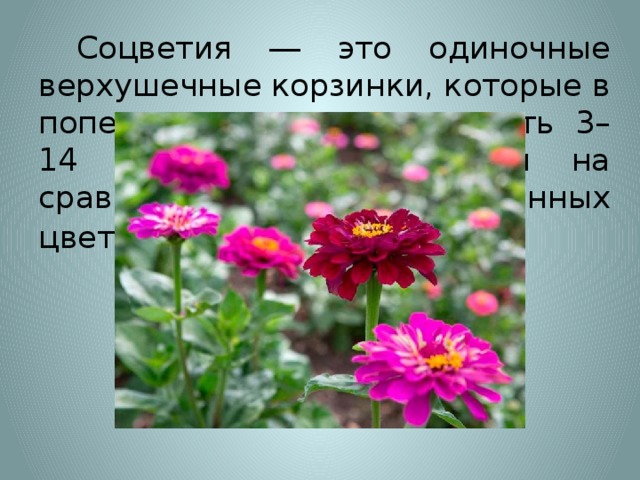  Соцветия ― это одиночные верхушечные корзинки, которые в поперечнике могут достигать 3–14 см, размещаются они на сравнительно длинных цветоносах . 