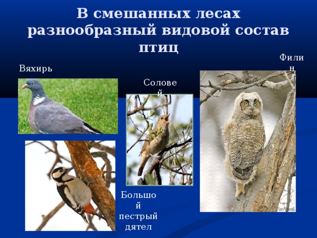 В смешанных лесах разнообразный видовой состав птиц Филин Вяхирь Соловей Большой пестрый дятел 