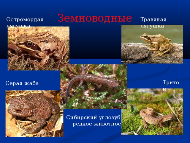 Земноводные Остромордая лягушка Травяная лягушка Тритон Серая жаба Сибирский углозуб — редкое животное 