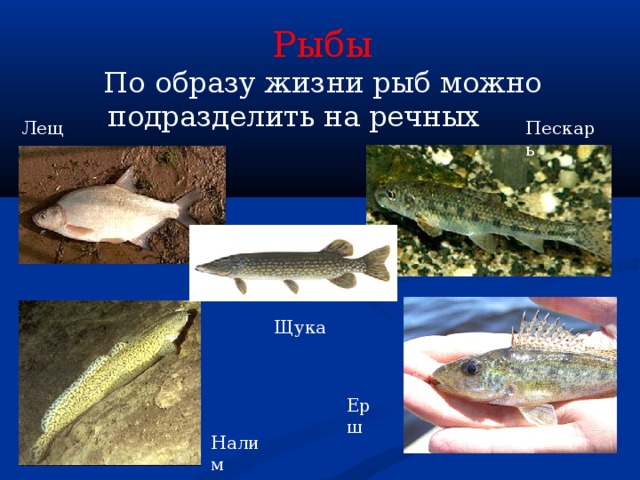 Рыбы По образу жизни рыб можно подразделить на речных Лещ Пескарь Щука Ерш Налим 