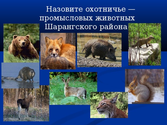  Назовите охотничье — промысловых животных Шарангского района 