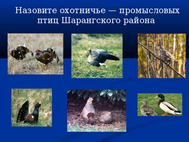 Назовите охотничье — промысловых птиц Шарангского района 