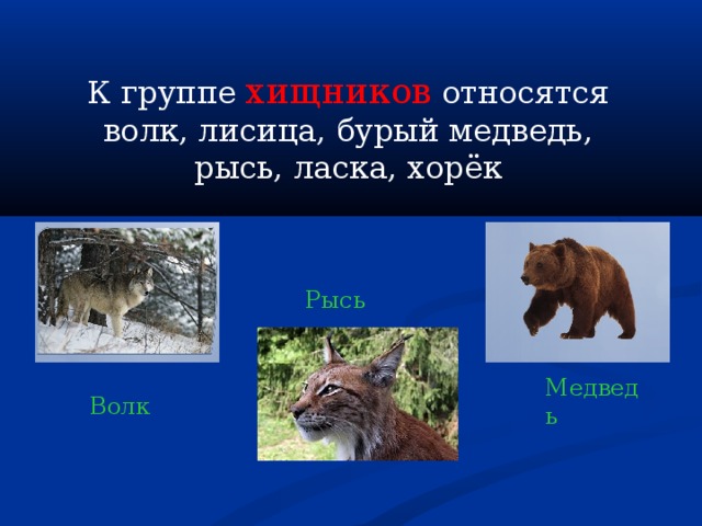 К группе хищников относятся волк, лисица, бурый медведь, рысь, ласка, хорёк Рысь Медведь Волк 