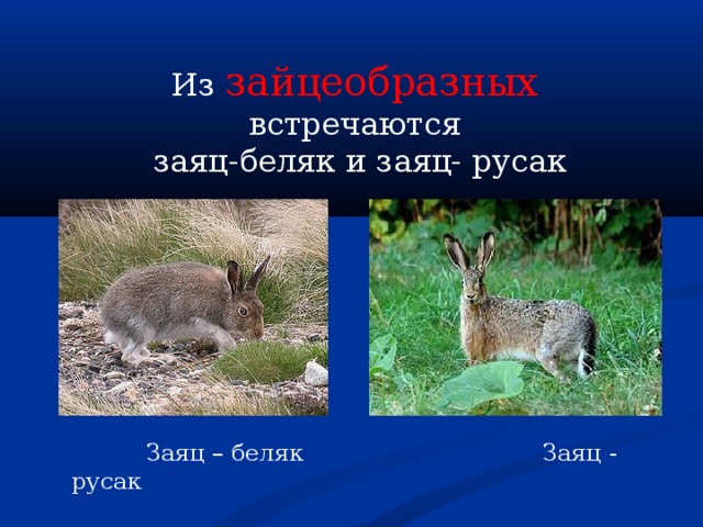 Из зайцеобразных  встречаются  заяц-беляк и заяц- русак  Заяц – беляк Заяц - русак 