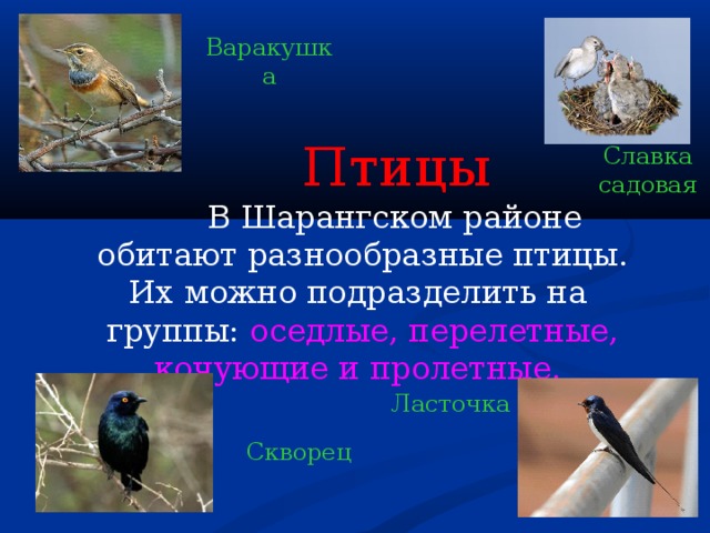 Варакушка  Птицы  В Шарангском районе обитают разнообразные птицы. Их можно подразделить на группы: оседлые, перелетные, кочующие и пролетные.  Славка садовая Ласточка Скворец 