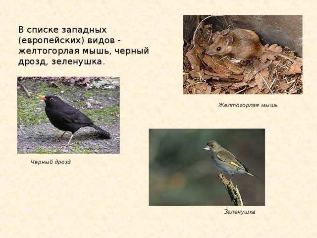 В списке западных (европейских) видов - желтогорлая мышь, черный дрозд, зеленушка. Желтогорлая мышь Черный дрозд Зеленушка  