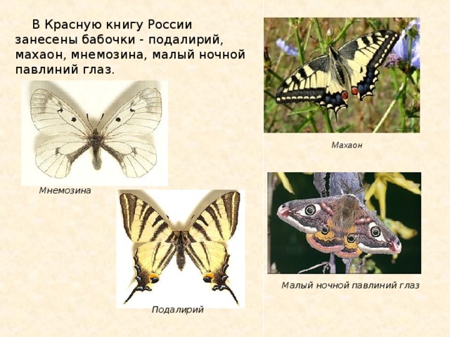 В Красную книгу России занесены бабочки - подалирий, махаон, мнемозина, малый ночной павлиний глаз. Махаон Мнемозина Малый ночной павлиний глаз Подалирий  
