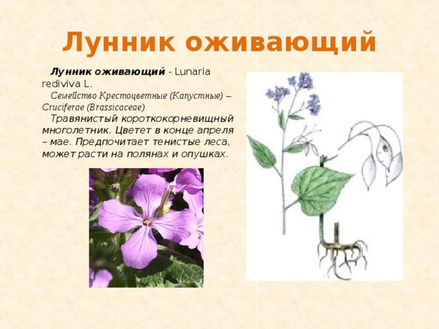 Лунник оживающий Лунник оживающий - Lunaria rediviva L. Семейство Крестоцветные (Капустные) – Cruciferae (Brassicaceae). Травянистый короткокорневищный многолетник. Цветет в конце апреля – мае. Предпочитает тенистые леса, может расти на полянах и опушках.  