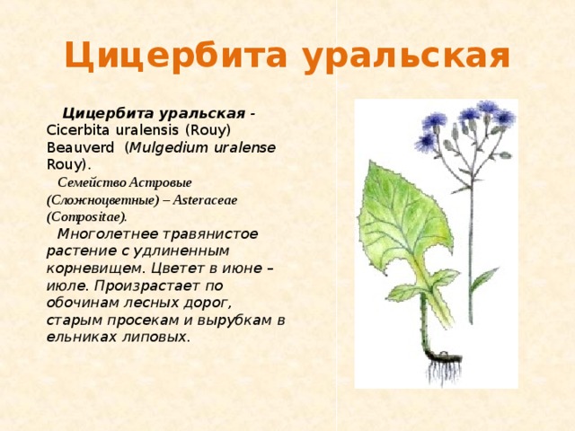  Цицербита уральская   Цицербита уральская - Cicerbita uralensis ( Rouy ) Beauverd ( Mulgedium uralense Rouy ). Семейство Астровые (Сложноцветные) – Asteraceae (Compositae). Многолетнее травянистое растение с удлиненным корневищем. Цветет в июне – июле. Произрастает по обочинам лесных дорог, старым просекам и вырубкам в ельниках липовых.   