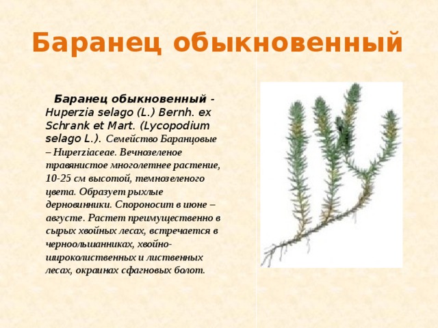 Баранец обыкновенный Баранец обыкновенный - Huperzia selago (L.) Bernh. ex Schrank et Mart. ( Lycopodium selago L .). Семейство Баранцовые – Huperziaceae . Вечнозеленое травянистое многолетнее растение, 10-25 см высотой, темнозеленого цвета. Образует рыхлые дерновинники. Спороносит в июне – августе. Растет преимущественно в сырых хвойных лесах, встречается в черноольшанниках, хвойно-широколиственных и лиственных лесах, окраинах сфагновых болот.   