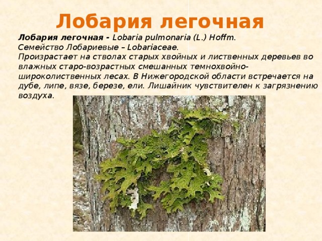 Лобария  легочная Лобария  легочная - Lobaria pulmonaria (L.) Hoffm. Семейство Лобариевые – Lobariaceae. Произрастает на стволах старых хвойных и лиственных деревьев во влажных старо-возрастных смешанных темнохвойно-широколиственных лесах. В Нижегородской области встречается на дубе, липе, вязе, березе, ели. Лишайник чувствителен к загрязнению воздуха.  