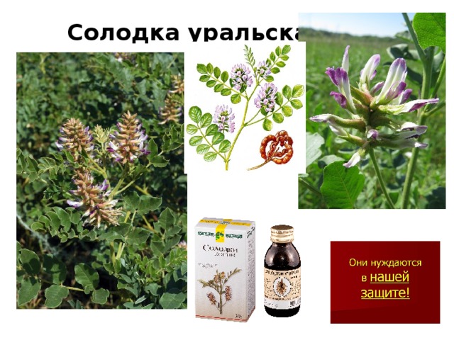  Солодка уральская 