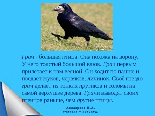 Гра ч - большая птица. Она похожа на ворону. У него толстый большой клюв. Гра ч первым прилетает к нам весной. Он ходит по пашне и поедает жуков, червяков, личинок. Своё гнездо гра ч делает из тонких пру тиков и соломы на самой верхушке дерева. Гра чи выводят своих птенцов раньше, чем дру гие птицы.    