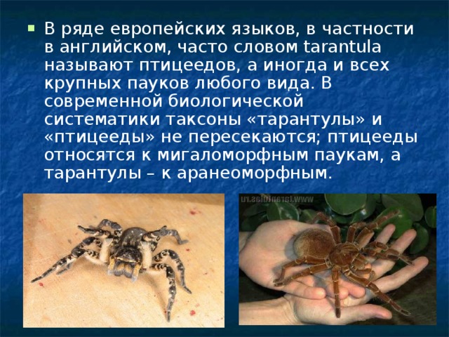 В ряде европейских языков, в частности в английском, часто словом tarantula называют птицеедов, а иногда и всех крупных пауков любого вида. В современной биологической систематики таксоны «тарантулы» и «птицееды» не пересекаются; птицееды относятся к мигаломорфным паукам, а тарантулы – к аранеоморфным. 