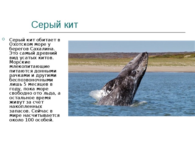 Серый кит Серый кит обитает в Охотском море у берегов Сахалина. Это самый древний вид усатых китов. Морские млекопитающие питаются донными рачками и другими беспозвоночными лишь 5 месяцев в году, пока море свободно ото льда, а остальное время живут за счет накопленных запасов. Сейчас в мире насчитывается около 100 особей.  