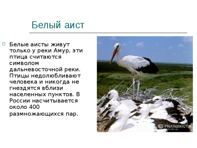 Белый аист Белые аисты живут только у реки Амур, эти птица считаются символом дальневосточной реки. Птицы недолюбливают человека и никогда не гнездятся вблизи населенных пунктов. В России насчитывается около 400 размножающихся пар.   