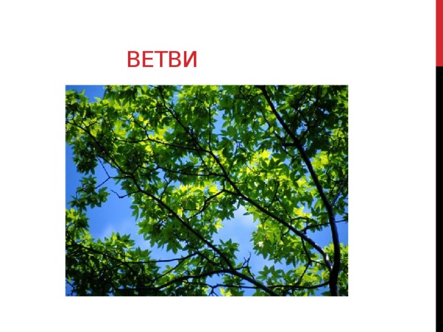 Ветви 