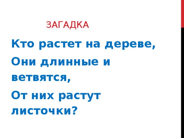 Загадка Кто растет на дереве, Они длинные и ветвятся, От них растут листочки?  