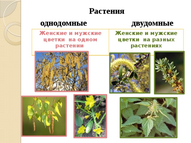 Растения однодомные двудомные    Женские и мужские цветки на одном растении  Женские и мужские цветки на разных растениях