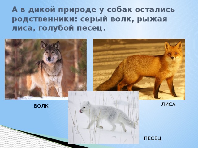 Как отличить дикую. Дикие родственники собаки. Сравнение лисы и волка. Родственники лисы. Близкий родственник лисы.