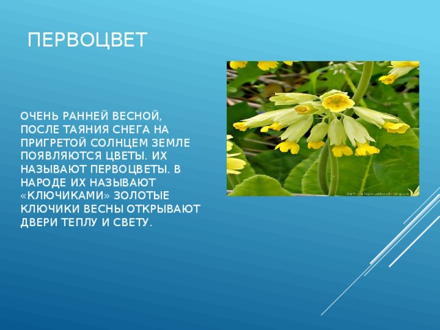 первоцвет Очень ранней весной, после таяния снега на пригретой солнцем земле появляются цветы. Их называют первоцветы. В народе их называют «ключиками» Золотые ключики весны открывают двери теплу и свету. 