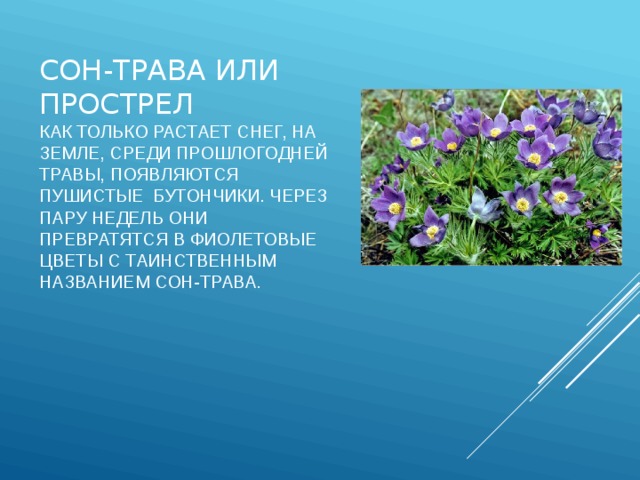 Сон-трава или прострел  Как только растает снег, на земле, среди прошлогодней травы, появляются пушистые  бутончики. Через пару недель они превратятся в фиолетовые цветы с таинственным названием сон-трава.   