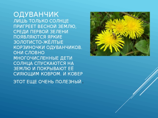 Одуванчик  Лишь только солнце пригреет весной землю, среди первой зелени появляются яркие золотисто-жёлтые корзиночки одуванчиков. Они словно многочисленные дети солнца спускаются на землю и покрывают её сияющим ковром. И ковер этот еще очень полезный . 