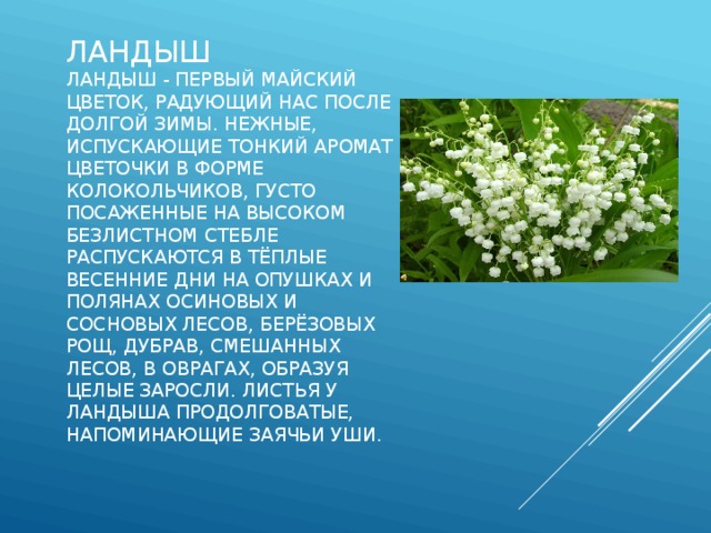 Ландыш  Ландыш - первый майский цветок, радующий нас после долгой зимы. Нежные, испускающие тонкий аромат цветочки в форме колокольчиков, густо посаженные на высоком безлистном стебле распускаются в тёплые весенние дни на опушках и полянах осиновых и сосновых лесов, берёзовых рощ, дубрав, смешанных лесов, в оврагах, образуя целые заросли. Листья у ландыша продолговатые, напоминающие заячьи уши. 