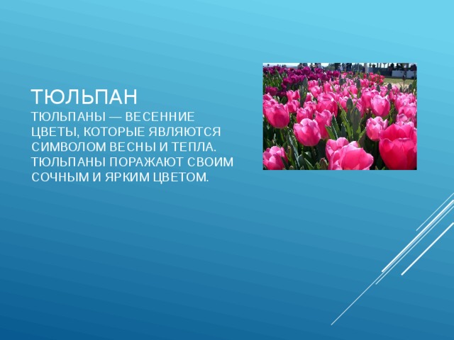 Тюльпан  Тюльпаны — весенние цветы, которые являются символом весны и тепла. Тюльпаны поражают своим сочным и ярким цветом.   