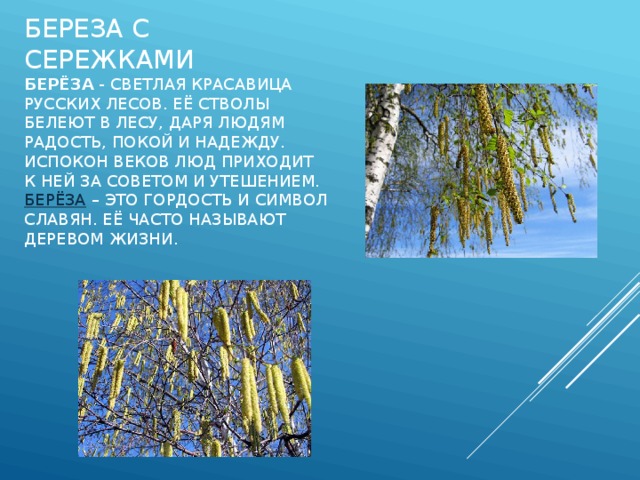 Береза с сережками  Берёза  - светлая красавица русских лесов. Её стволы белеют в лесу, даря людям радость, покой и надежду. Испокон веков люд приходит к ней за советом и утешением.  Берёза  – это гордость и символ славян. Её часто называют деревом жизни. 