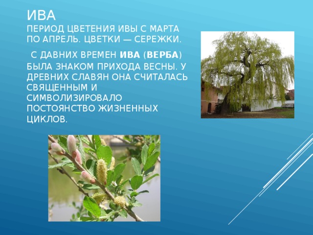Ива  Период цветения ивы с марта по апрель. Цветки — сережки.    С давних времен Ива  ( Верба ) была знаком прихода весны. У древних славян она считалась священным и символизировало постоянство жизненных циклов. 