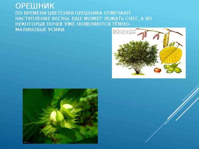 Орешник  По времени цветения орешника отмечают наступление весны. Еще может лежать снег, а из некоторых почек уже появляются тёмно-малиновые усики. 